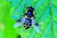 Eristalis rupium(♀)