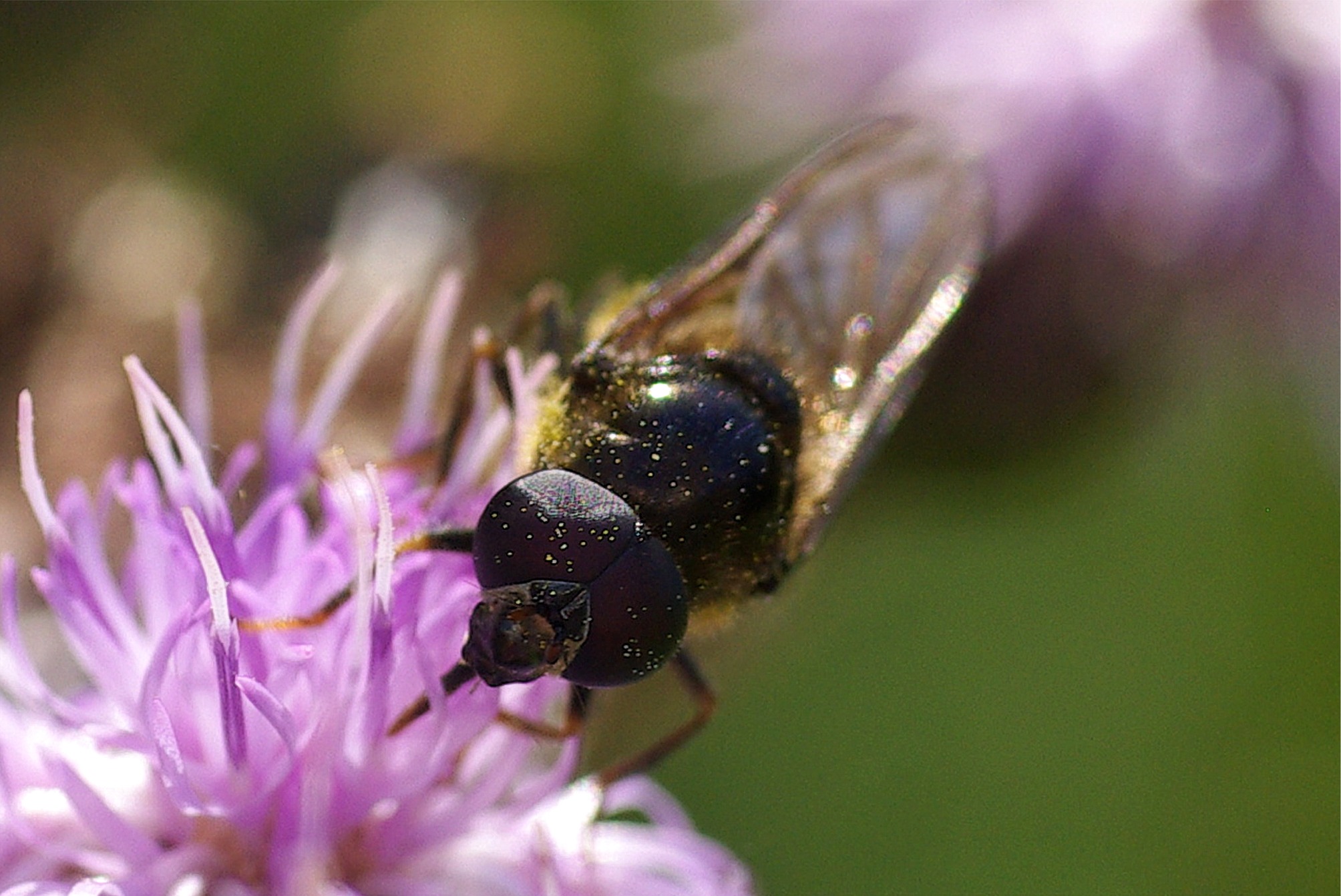 Cheilosia canicularis