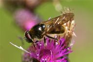 Cheilosia canicularis