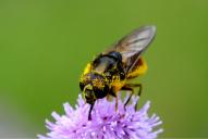Cheilosia canicularis