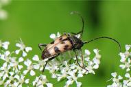 Pachytodes cerambyciformis