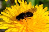 Cheilosia canicularis