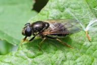 Cheilosia canicularis