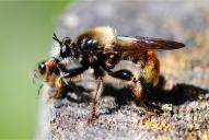 Laphria flava