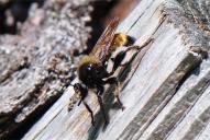Laphria flava