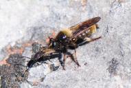 Laphria flava