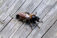 Laphria flava