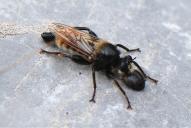 Laphria flava