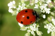 Coccinella septempunctata