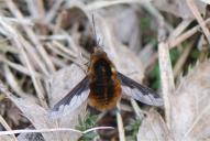 Bombylius major