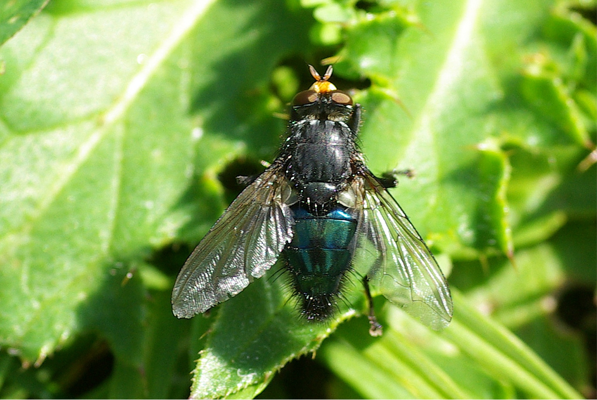 Cynomyia mortuorum