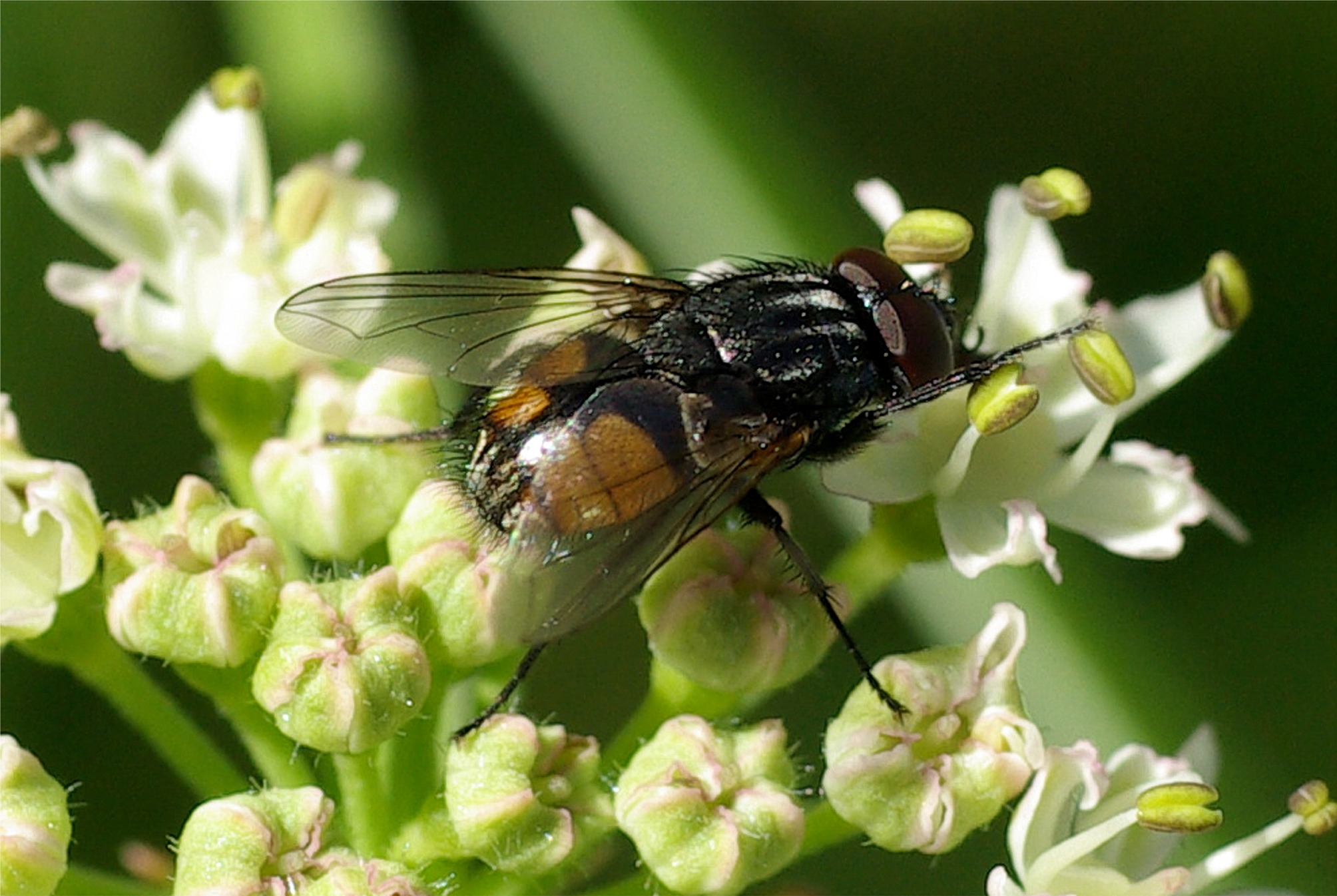 Musca autumnalis