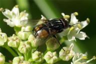 Musca autumnalis