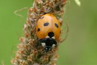 Coccinella septempunctata