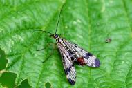 Panorpa communis(♂)