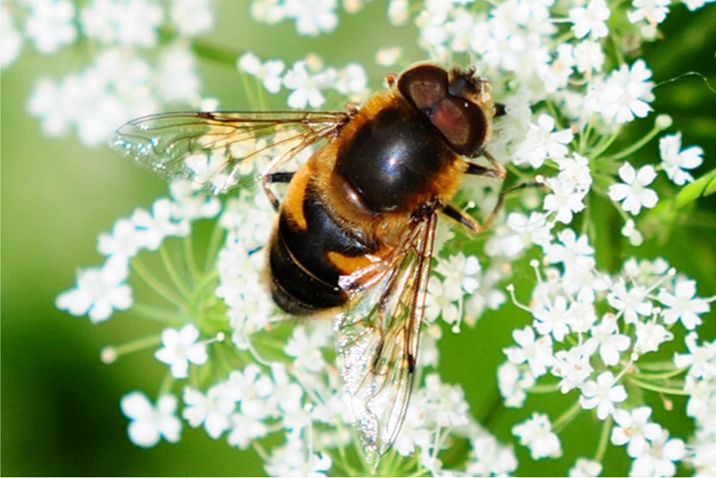 Eristalis nemorum(♂)