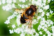 Eristalis nemorum