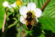 Eristalis nemorum(♂)