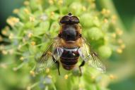 Eristalis nemorum(♂)