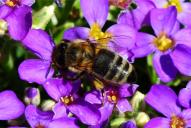 Apis mellifera carnica