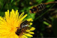 Apis mellifera carnica