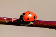 Coccinella septempunctata