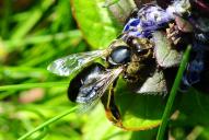 Apis mellifera carnica