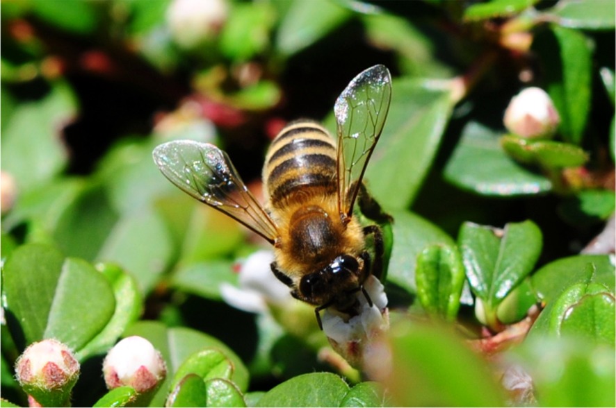 Apis mellifera carnica