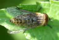 Tabanus bromius