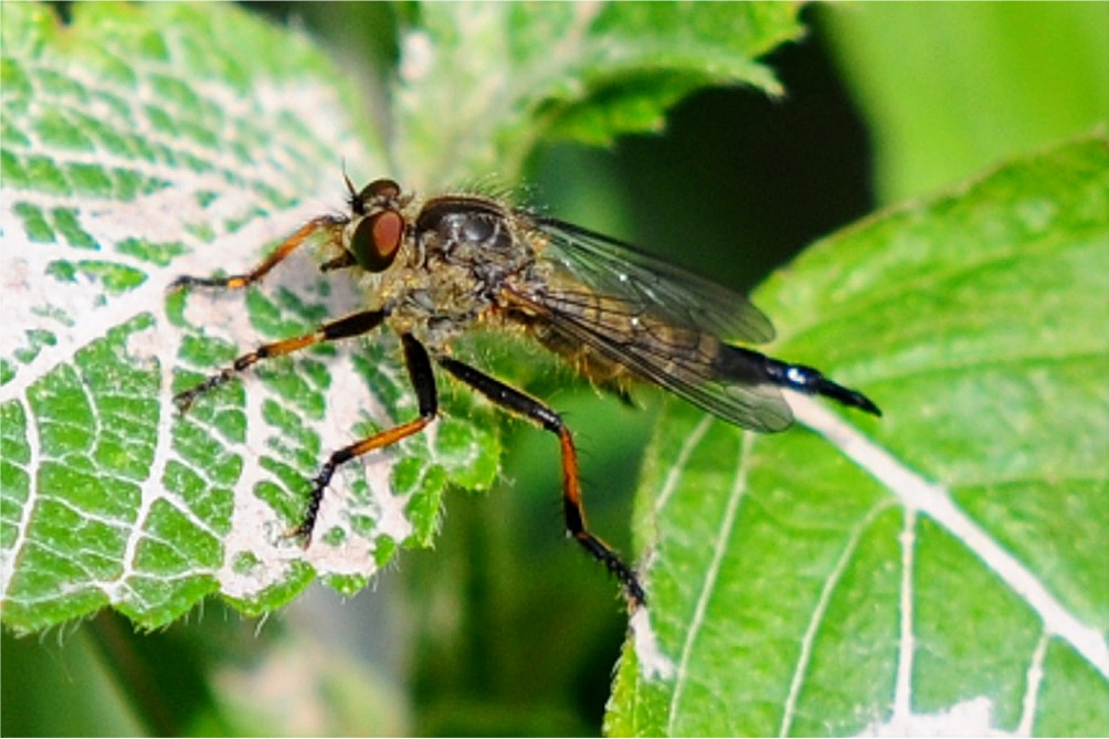 Neoitamus cf cyanurus