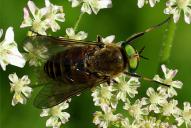 Tabanus sp. 3