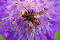 Sicus ferrugineus