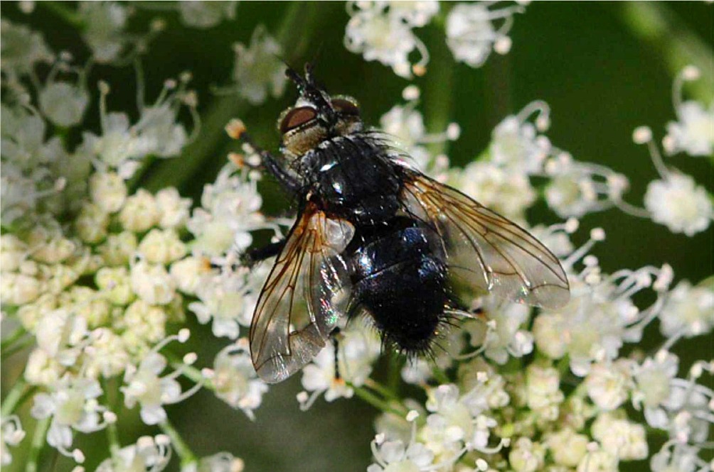 Eurithia cf anthophila