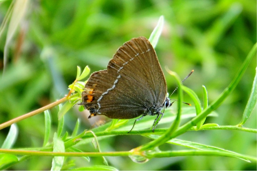 Satyrium spini