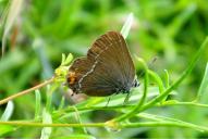 Satyrium spini