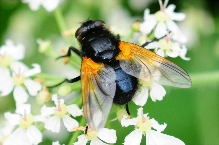 Mesembrina meridiana(♀)
