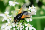 Mesembrina meridiana(♀)