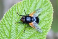 Mesembrina meridiana(♂)