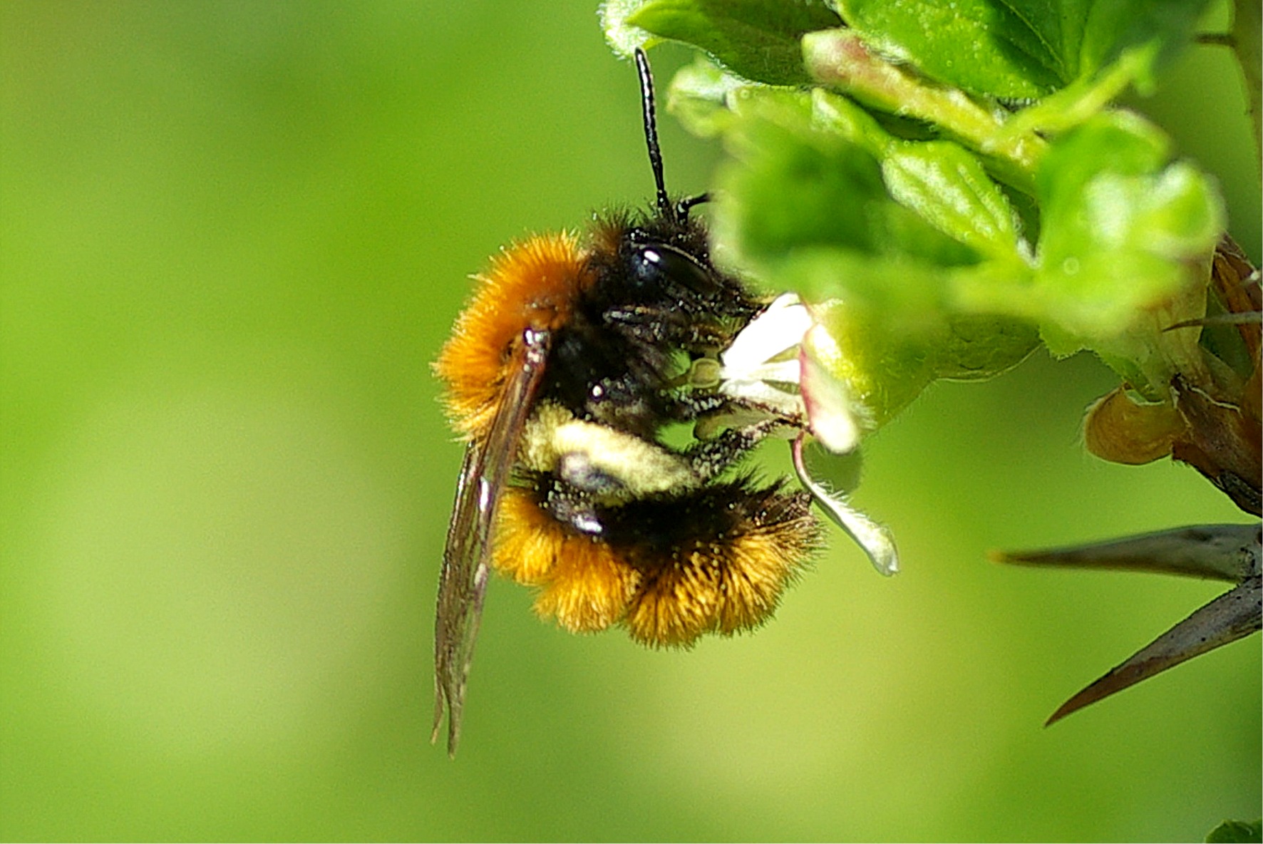 Andrena fulva