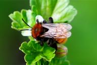 Andrena fulva