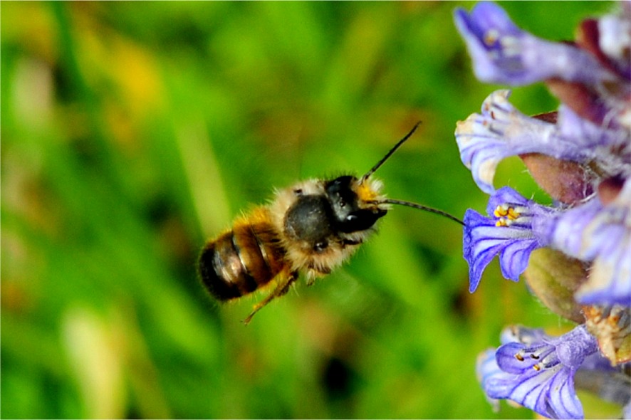 Osmia bicornis