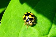 Propylea quatuordecimpunctata