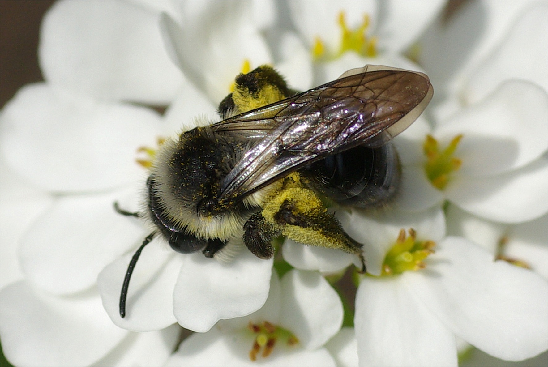 Andrena cineraria