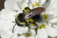 Andrena cineraria