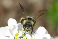 Andrena cineraria