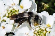 Andrena cineraria