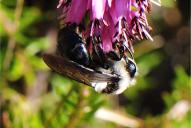 Andrena cineraria