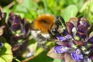 Bombus pascuorum