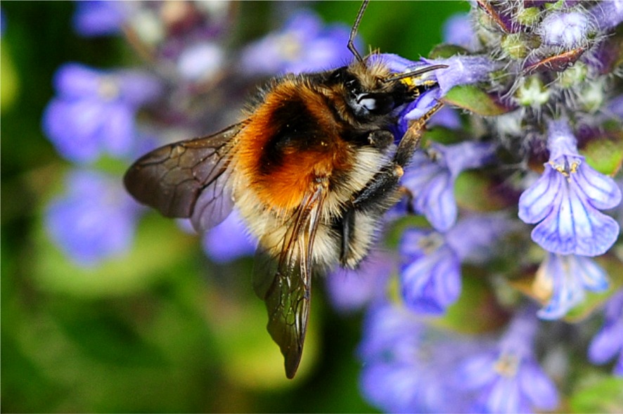 Bombus pascuorum(♀)