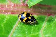 Propylea quatuordecimpunctata